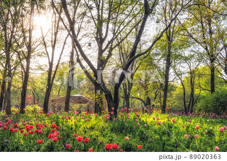 seoul forest tulip flowers 89020363
