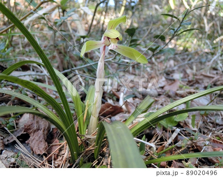 シュンラン（秋田市下浜羽川・4月16日） 89020496