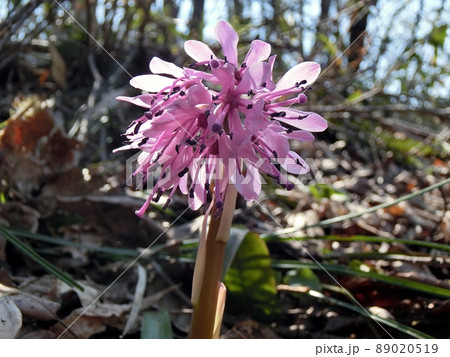 ショウジョウバカマ(秋田市豊岩石田坂・4月19日) ショウジョウバカマ(秋田市豊岩石田坂・4月19日) 89020519