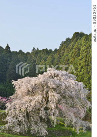 【奈良県宇陀市】又兵衛桜 【奈良県宇陀市】又兵衛桜 89020761