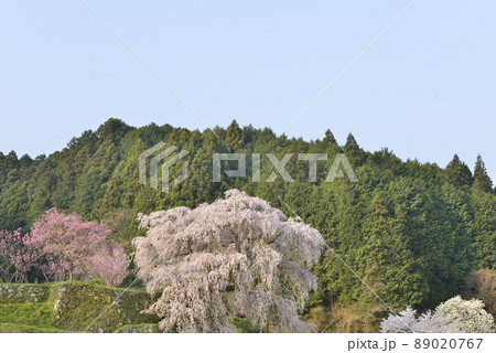 【奈良県宇陀市】又兵衛桜 【奈良県宇陀市】又兵衛桜 89020767