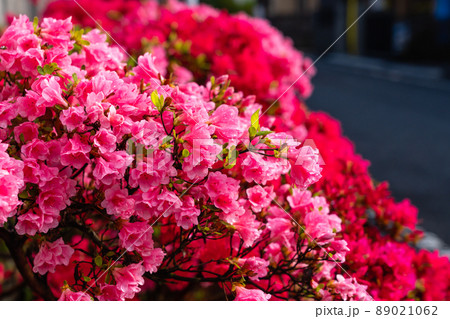 満開のツツジの花びら 89021062