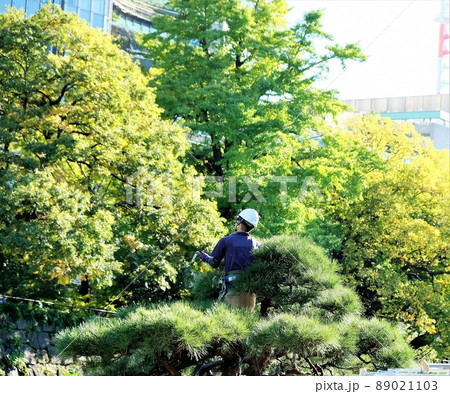 樹木の手入れ作業風景 樹木の手入れ作業風景 89021103