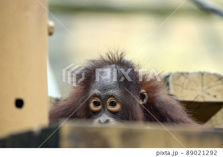 オランウータン 89021292