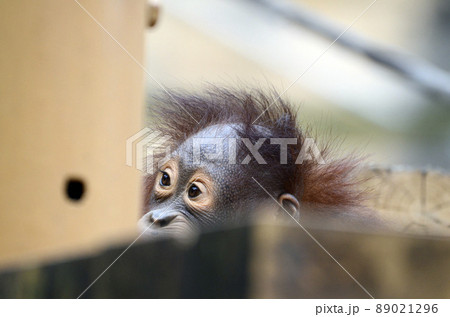 オランウータン オランウータン 89021296