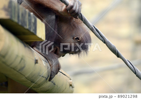 オランウータン オランウータン 89021298