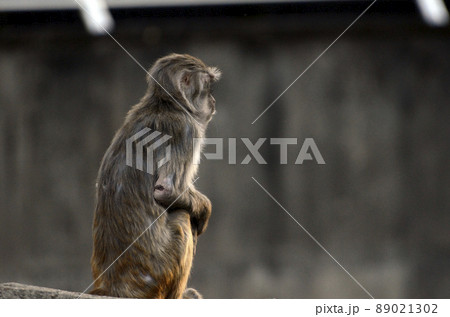 ニホンザル ニホンザル 89021302