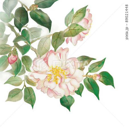 KISHO イラスト 冬に咲く サザンカの花 KISHO イラスト 冬に咲く サザンカの花 89021448