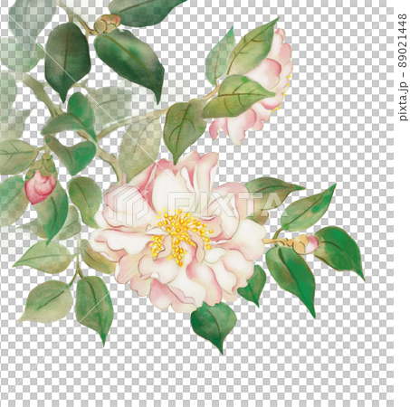 KISHO イラスト 冬に咲く サザンカの花 KISHO イラスト 冬に咲く サザンカの花 89021448