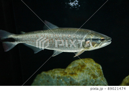 アイシャドードラドの写真素材 [89021474] - PIXTA