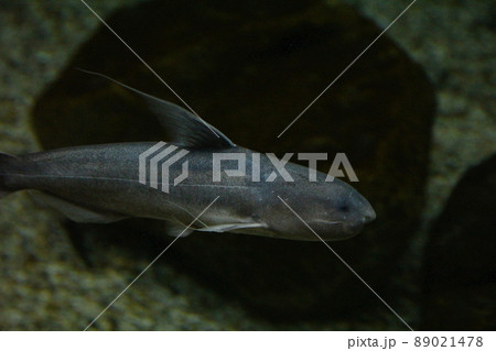 ブルー・カンディル 89021478