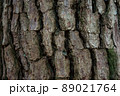 年季を感じる大木の木肌 89021764