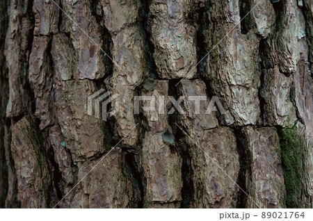 年季を感じる大木の木肌 年季を感じる大木の木肌 89021764