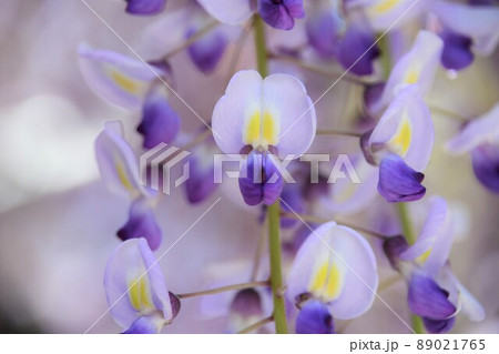 藤の花 89021765