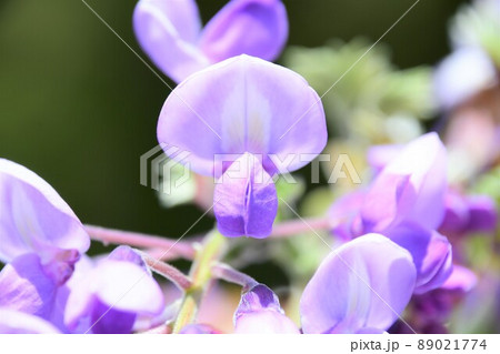 藤の花 89021774
