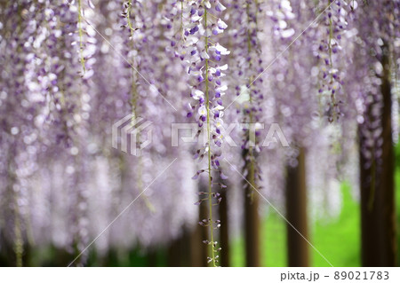 藤の花 89021783