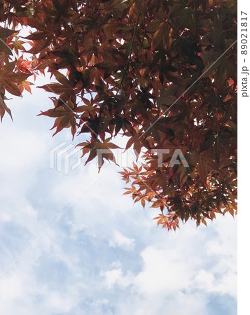紅葉と空 89021817