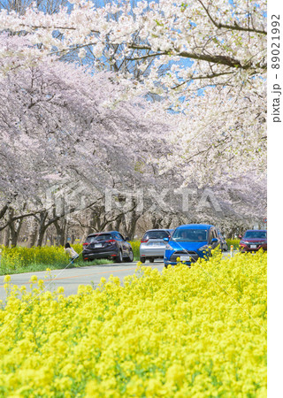 桜と菜の花ロード　大潟村 89021992