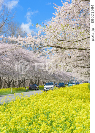 桜と菜の花ロード　大潟村 89021994