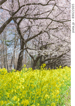 桜と菜の花ロード 大潟村 桜と菜の花ロード 大潟村 89022005