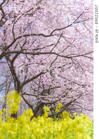 桜と菜の花ロード　大潟村 89022007