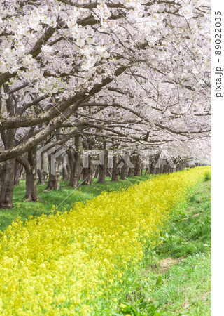 桜と菜の花ロード 大潟村 桜と菜の花ロード 大潟村 89022036