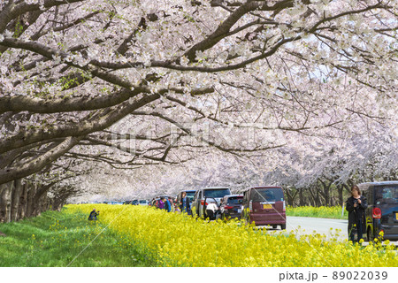 桜と菜の花ロード 大潟村 桜と菜の花ロード 大潟村 89022039