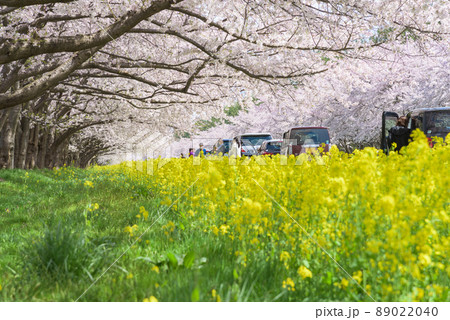 桜と菜の花ロード 大潟村 桜と菜の花ロード 大潟村 89022040
