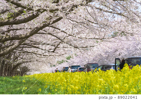 桜と菜の花ロード 大潟村 桜と菜の花ロード 大潟村 89022041