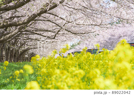 桜と菜の花ロード 大潟村 桜と菜の花ロード 大潟村 89022042