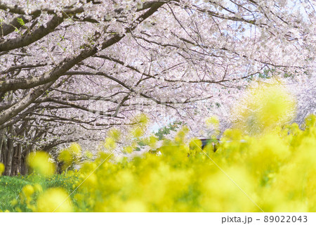 桜と菜の花ロード 大潟村 桜と菜の花ロード 大潟村 89022043