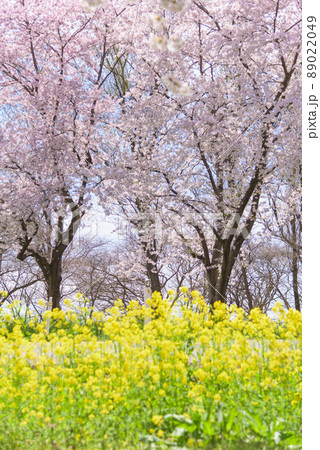 桜と菜の花ロード 大潟村 桜と菜の花ロード 大潟村 89022049