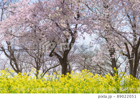 桜と菜の花ロード 大潟村 桜と菜の花ロード 大潟村 89022051