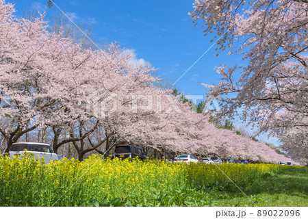桜と菜の花ロード 大潟村 桜と菜の花ロード 大潟村 89022096