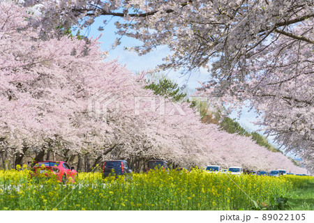 桜と菜の花ロード 大潟村 桜と菜の花ロード 大潟村 89022105