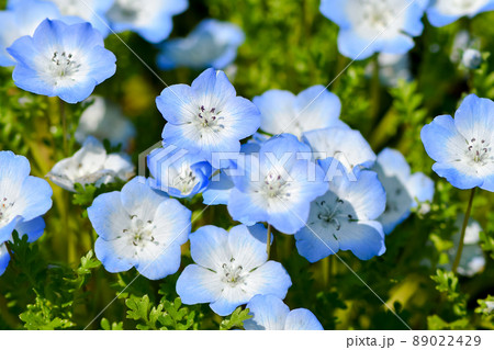 ネモフィラ 89022429