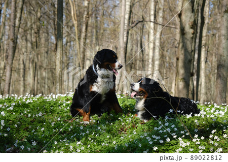 dogs in spring flowers dogs in spring flowers 89022812