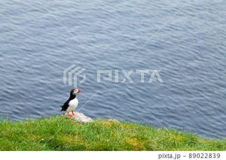 Atlantic puffin from Borgarfjordur fjord, east Iceland Atlantic puffin from Borgarfjordur fjord, east Iceland 89022839