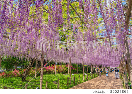 曼陀羅寺公園、満開の藤〈愛知県江南市〉 89022862