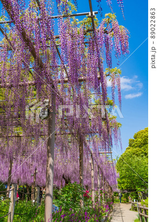 曼陀羅寺公園、満開の藤〈愛知県江南市〉 89022863