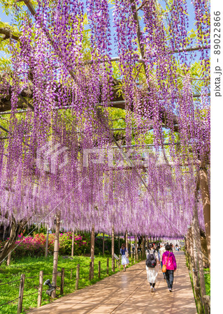 曼陀羅寺公園、満開の藤〈愛知県江南市〉 89022866