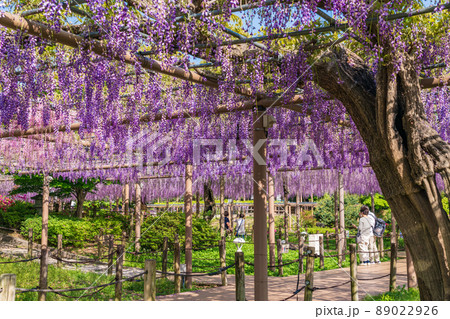 曼陀羅寺公園、満開の藤〈愛知県江南市〉 89022926