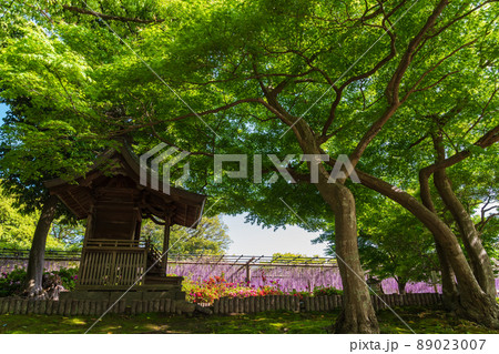 曼陀羅寺公園、満開の藤〈愛知県江南市〉 89023007