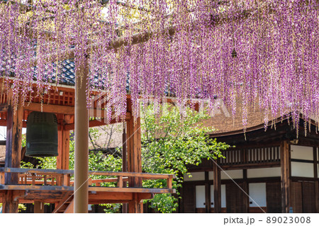 曼陀羅寺公園、満開の藤〈愛知県江南市〉 89023008