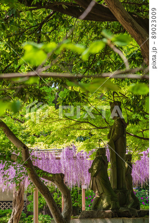 曼陀羅寺公園、満開の藤〈愛知県江南市〉 89023009