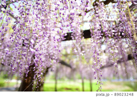 藤の花　wisteria  89023248