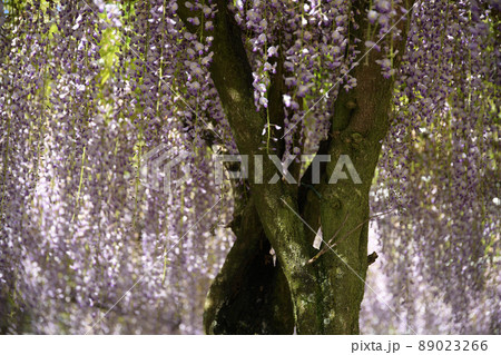 藤の花　wisteria  89023266