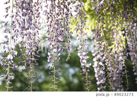 藤の花　wisteria  89023273