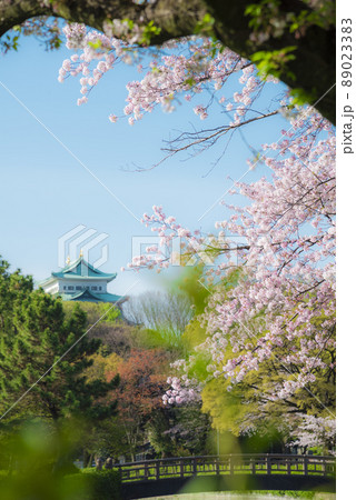 《愛知県》春の名古屋城　桜 89023383