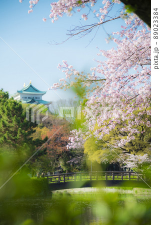 《愛知県》春の名古屋城　桜 89023384